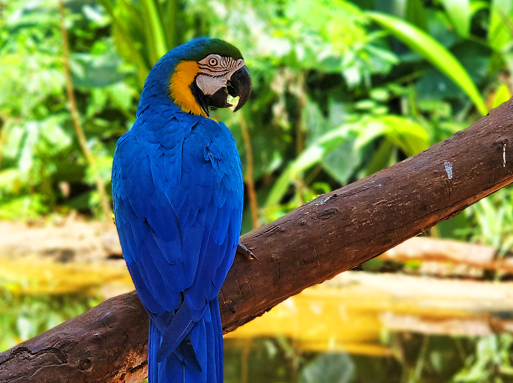https://vpinvestments.blob.core.windows.net/images/spotlight/iguazu-hyacinth-macaw.jpg